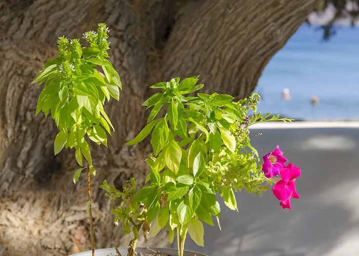 Mouras Appart hôtel 2*